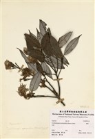 藏品(黑櫟)的圖片